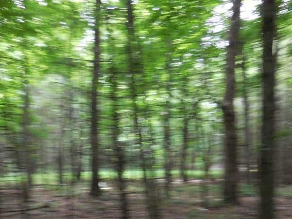 Inspiration for Abstract Forest Painting | Holly Van Hart | son | Forests Trees | New York | Photo